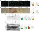 Adiponectin Antibody in Western Blot (WB)