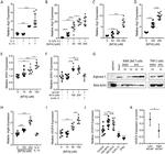 Arginase 1 Antibody in Western Blot (WB)