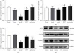 Claudin 1 Antibody in Western Blot (WB)