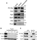 DPM1 Antibody in Western Blot (WB)