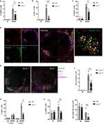 Granzyme B Antibody in Flow Cytometry (Flow)