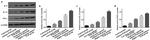 IL-4 Antibody in Western Blot (WB)