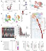 CD45 Antibody in Flow Cytometry (Flow)