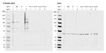 O-linked N-acetylglucosamine (O-GlcNAc) Antibody in Western Blot (WB)