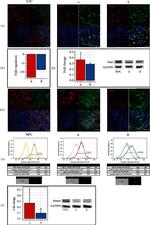 PAX6 Antibody in Western Blot (WB)