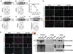 AHR Antibody in Western Blot (WB)