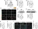 AHR Antibody in Western Blot (WB)