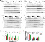 HMOX1 Antibody in Western Blot (WB)