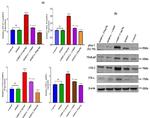 STAT3 Antibody in Western Blot (WB)