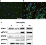 STAT3 Antibody in Western Blot (WB)