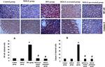 Caspase 3 Antibody in Immunohistochemistry (IHC)