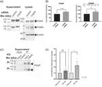 Progranulin Antibody in Western Blot (WB)