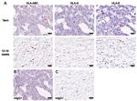 HLA-G Antibody in Immunohistochemistry (IHC)