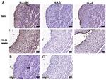 HLA-G Antibody in Immunohistochemistry (IHC)