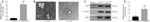 TSG101 Antibody in Western Blot (WB)