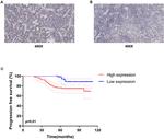 Estrogen Receptor alpha Antibody in Immunohistochemistry (IHC)