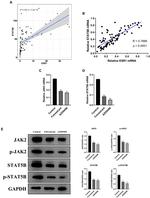 STAT5 beta Antibody in Western Blot (WB)