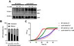 c-Myc Antibody in Western Blot (WB)