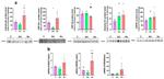 Annexin A1 Antibody in Western Blot (WB)