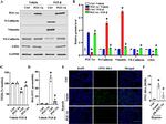 Vimentin Antibody in Western Blot (WB)