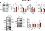 SERCA2 ATPase Antibody in Western Blot (WB)