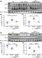 RyR2 Antibody in Western Blot (WB)