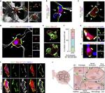 MUC1 Antibody in Immunocytochemistry (ICC/IF)