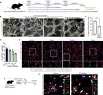 MUC1 Antibody in Immunohistochemistry (IHC)