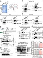 MUC1 Antibody in Western Blot, Immunoprecipitation (WB, IP)