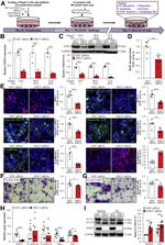 PCNA Antibody in Immunocytochemistry (ICC/IF)