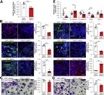 PCNA Antibody in Immunocytochemistry (ICC/IF)