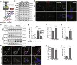 Vinculin Antibody in Immunocytochemistry (ICC/IF)