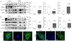 Fibronectin Antibody in Western Blot (WB)