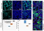 GFAP Antibody in Immunocytochemistry (ICC/IF)