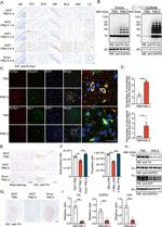 alpha Synuclein Antibody in Immunohistochemistry (IHC)