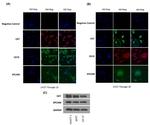 EpCAM Antibody in Western Blot, Immunocytochemistry (WB, ICC/IF)