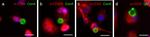 CD35 Antibody in Immunocytochemistry (ICC/IF)