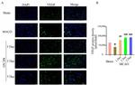 VEGF Antibody in Immunohistochemistry (IHC)