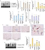 Bax Antibody in Western Blot (WB)