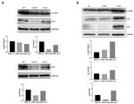 p14ARF Antibody in Western Blot (WB)