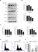 Cyclin D1 Antibody in Western Blot (WB)