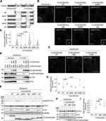 Ferritin Antibody in Western Blot (WB)