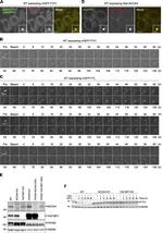 Ferritin Antibody in Western Blot (WB)