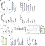 ISG15 Antibody in Western Blot (WB)