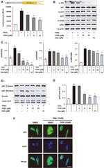 IkB alpha Antibody in Western Blot (WB)