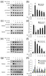 IkB alpha Antibody in Western Blot (WB)