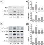 IkB alpha Antibody in Western Blot (WB)