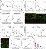 VEGF Receptor 2 Antibody in Immunohistochemistry (IHC)