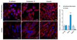 Cytokeratin 15 Antibody in Immunocytochemistry (ICC/IF)