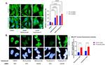 GSK3B Antibody in Immunocytochemistry (ICC/IF)